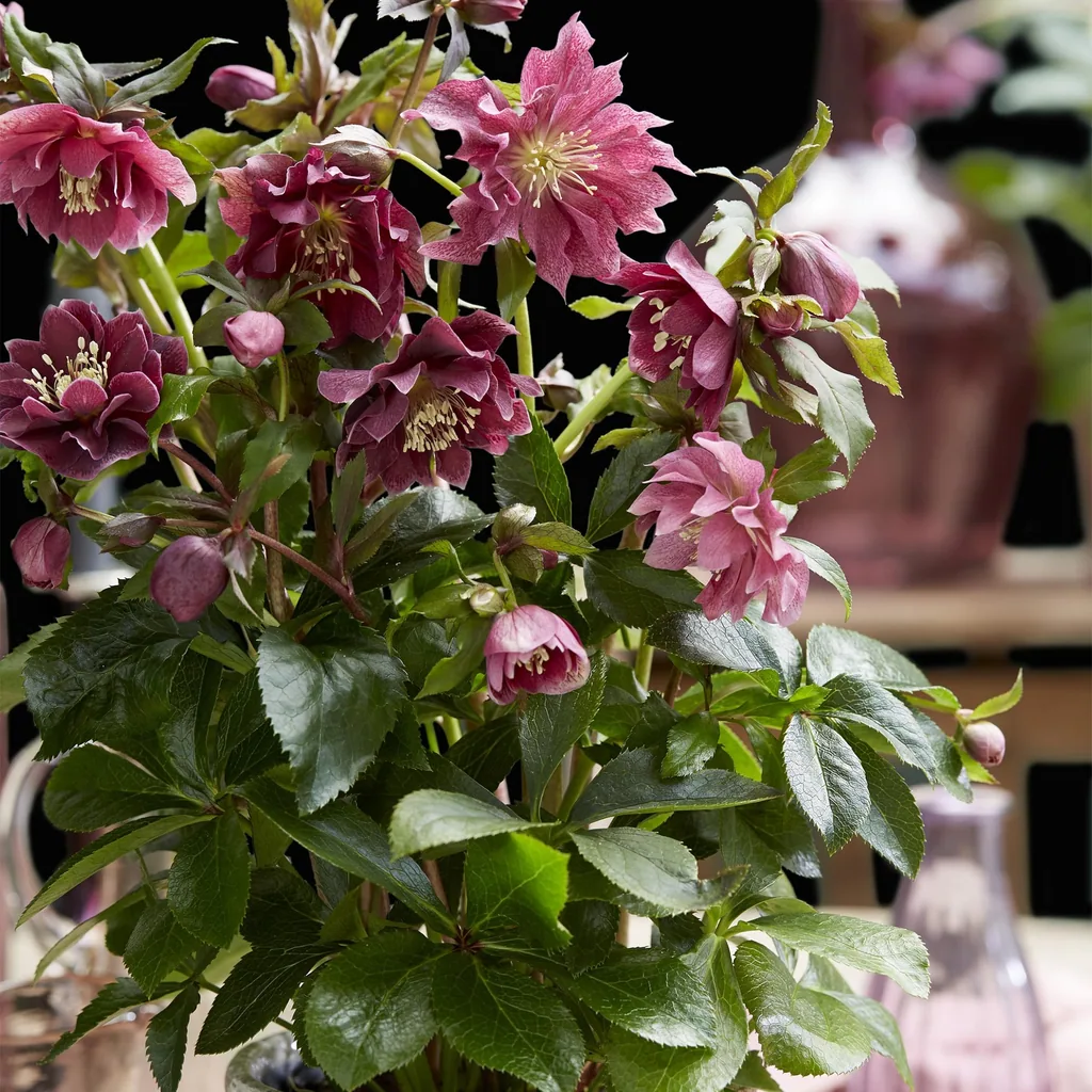Lenzrose 'Double Ellen Red' (Helleborus orientalis) – winterharte Staude, Topf-Ø 14 cm, Höhe ca. 35 cm