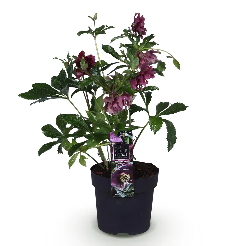 Lenzrose 'Double Ellen Red' (Helleborus orientalis) – winterharte Staude, Topf-Ø 14 cm, Höhe ca. 35 cm