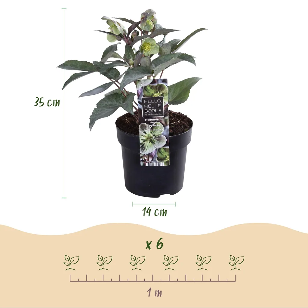 Stern-Nieswurz 'Silver Dollar' (Helleborus sternii) – winterharte Staude, Topf-Ø 14 cm, Höhe ca. 35 cm