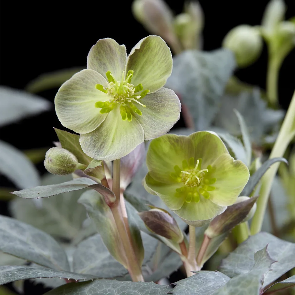 Stern-Nieswurz 'Silver Dollar' (Helleborus sternii) – winterharte Staude, Topf-Ø 14 cm, Höhe ca. 35 cm