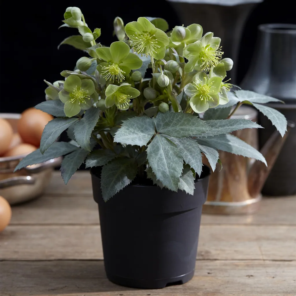 Stern-Nieswurz 'Silver Dollar' (Helleborus sternii) – winterharte Staude, Topf-Ø 14 cm, Höhe ca. 35 cm