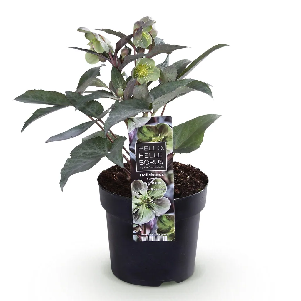 Stern-Nieswurz 'Silver Dollar' (Helleborus sternii) – winterharte Staude, Topf-Ø 14 cm, Höhe ca. 35 cm