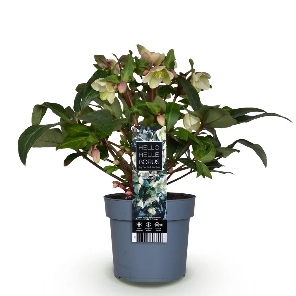 Nieswurz 'Diamfire' (Helleborus) – winterharte Staude, Topf-Ø 19 cm, Höhe ca. 40 cm