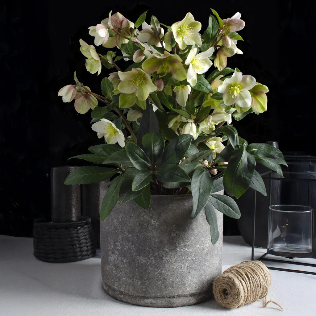 Nieswurz 'Diamfire' (Helleborus) – winterharte Staude, Topf-Ø 19 cm, Höhe ca. 40 cm