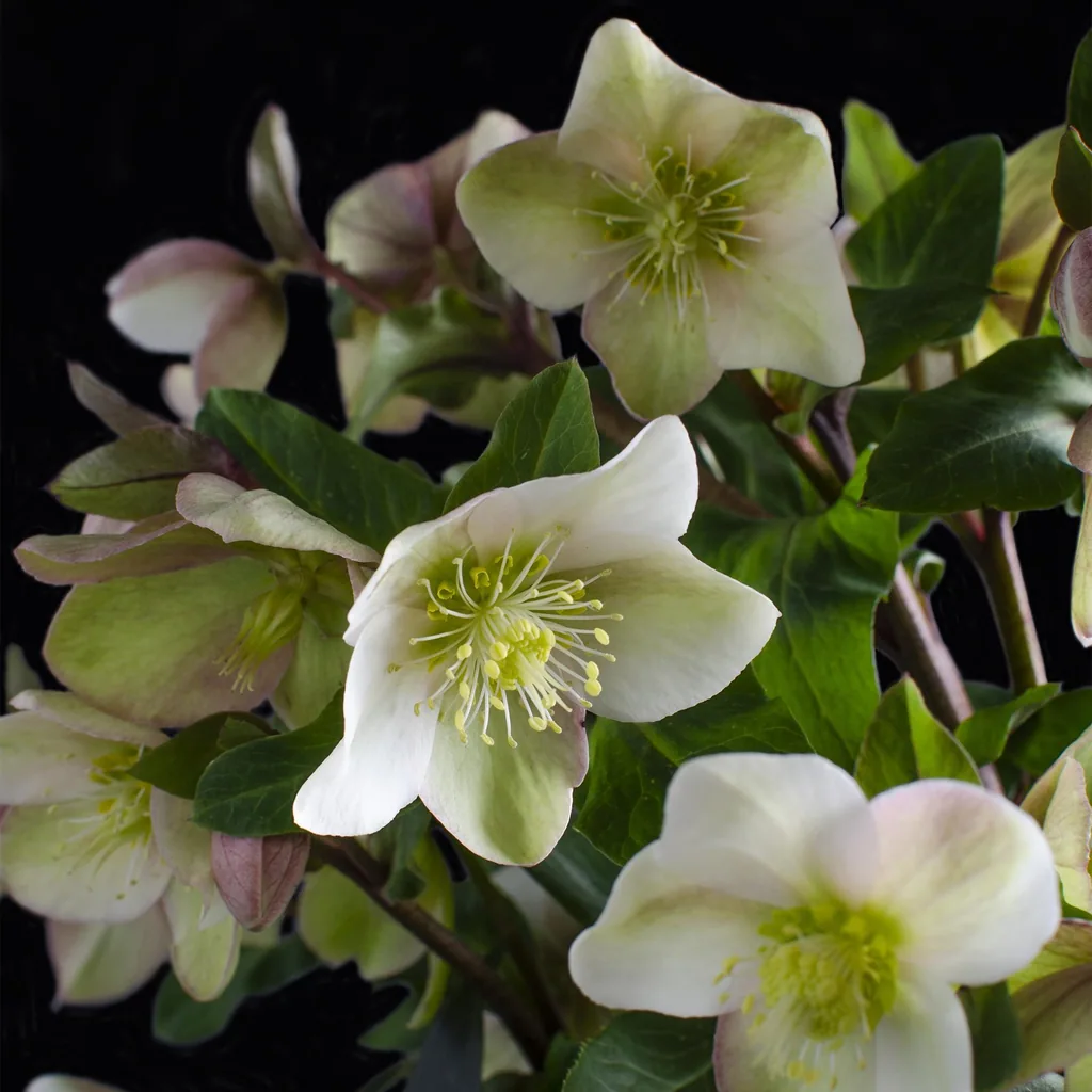 Nieswurz 'Diamfire' (Helleborus) – winterharte Staude, Topf-Ø 19 cm, Höhe ca. 40 cm