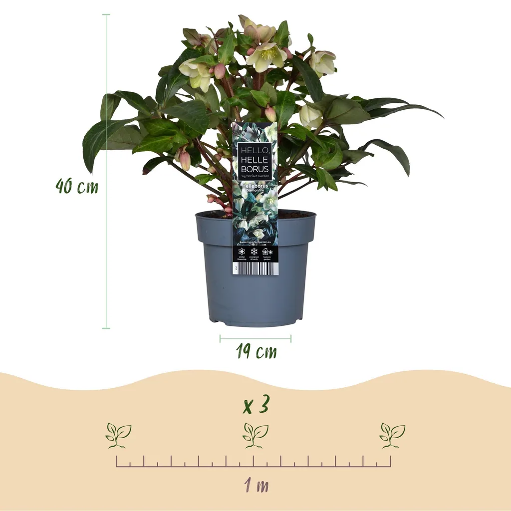 Nieswurz 'Diamfire' (Helleborus) – winterharte Staude, Topf-Ø 19 cm, Höhe ca. 40 cm