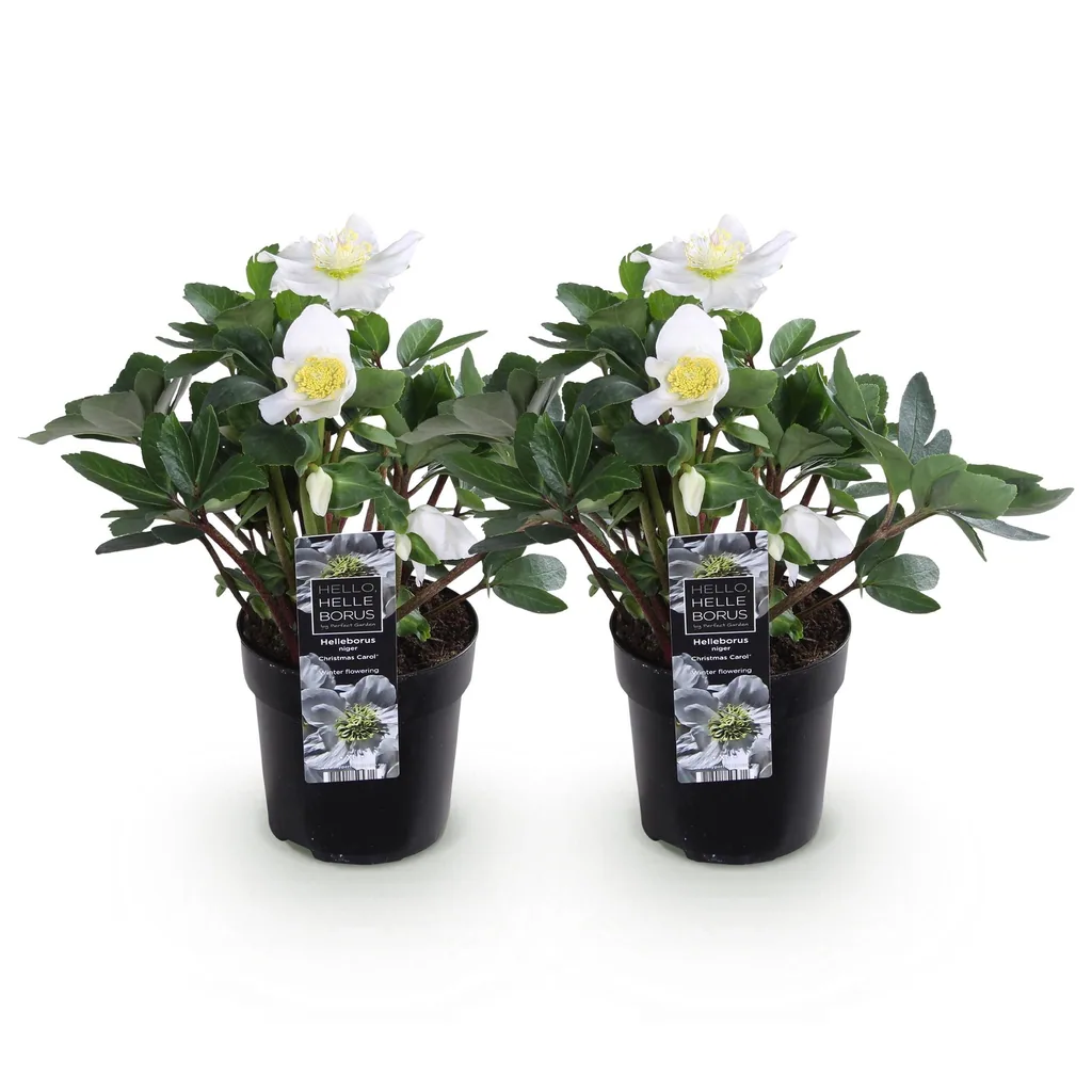Nieswurz 'Christmas Carol' 2er-Set (Helleborus) – winterharte Staude, Topf-Ø 10,5 cm, Höhe ca. 25 cm