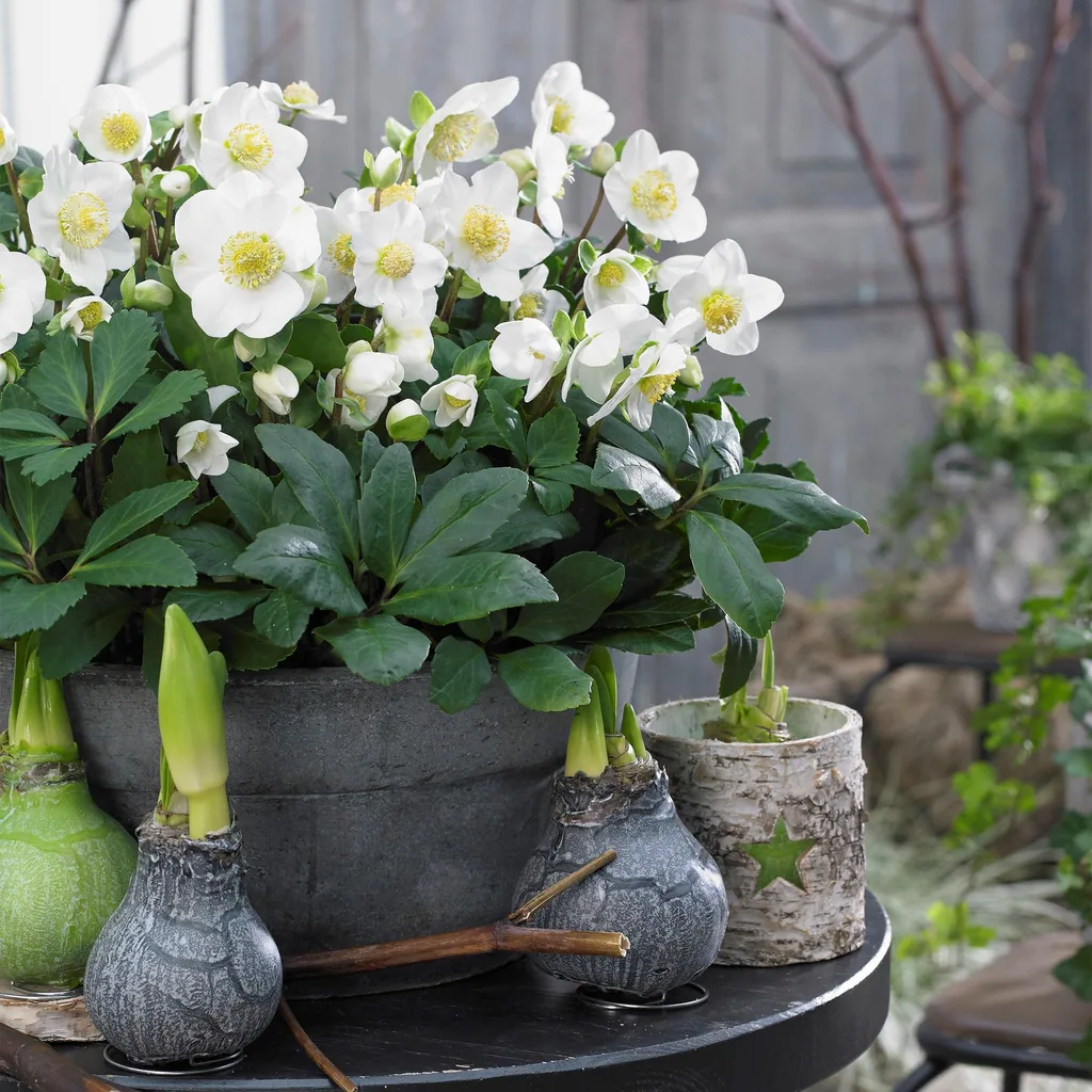 Nieswurz 'Christmas Carol' 2er-Set (Helleborus) – winterharte Staude, Topf-Ø 10,5 cm, Höhe ca. 25 cm