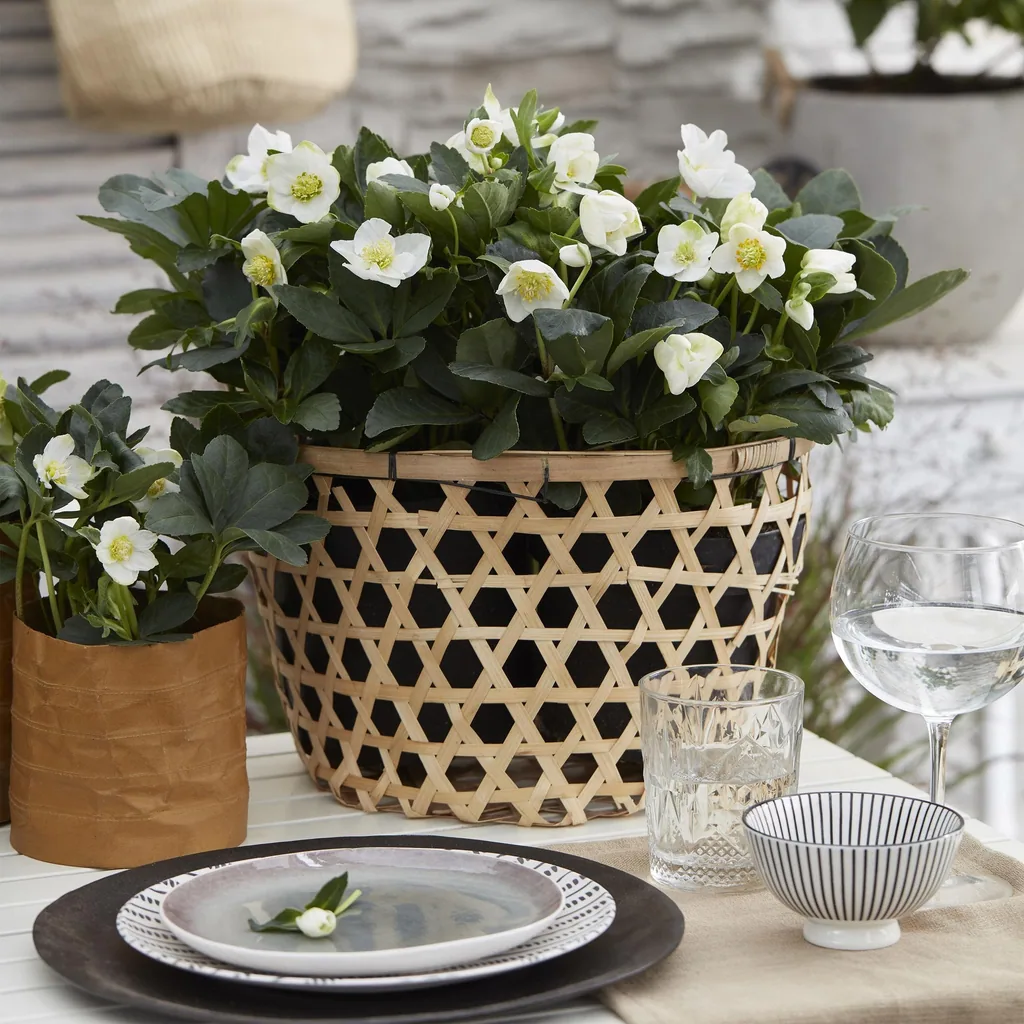 Nieswurz 'Christmas Carol' 2er-Set (Helleborus) – winterharte Staude, Topf-Ø 10,5 cm, Höhe ca. 25 cm