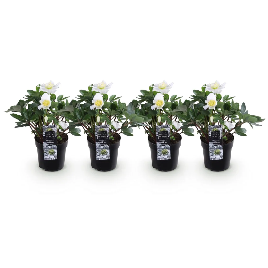 Nieswurz 'Christmas Carol' 4er-Set (Helleborus) – winterharte Staude, Topf-Ø 10,5 cm, Höhe ca. 25 cm