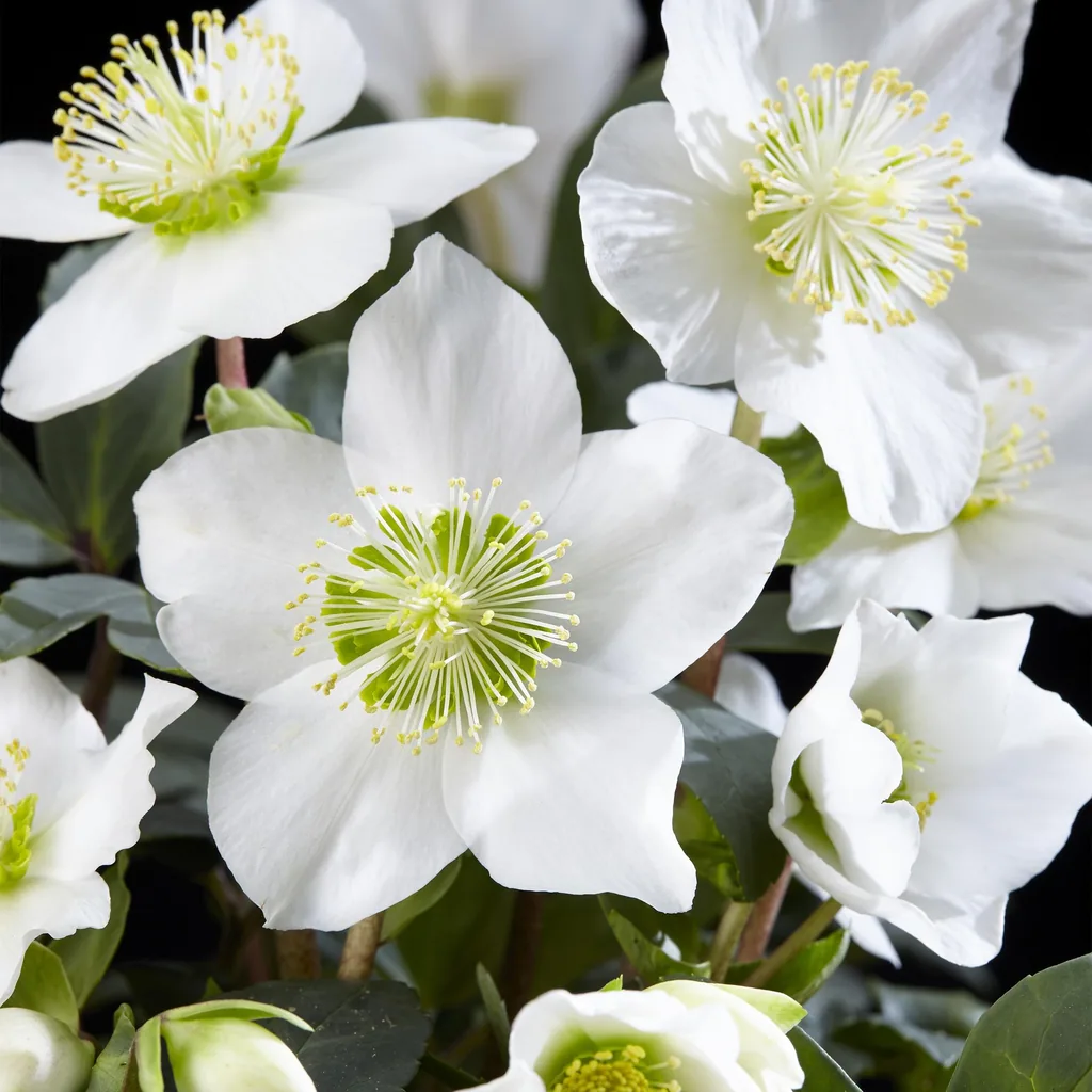 Nieswurz 'Christmas Carol' 4er-Set (Helleborus) – winterharte Staude, Topf-Ø 10,5 cm, Höhe ca. 25 cm