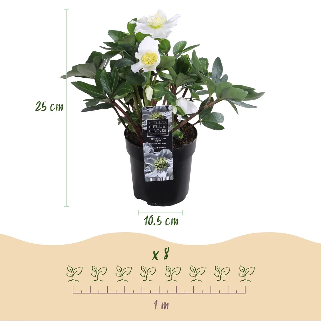 Nieswurz 'Christmas Carol' 4er-Set (Helleborus) – winterharte Staude, Topf-Ø 10,5 cm, Höhe ca. 25 cm