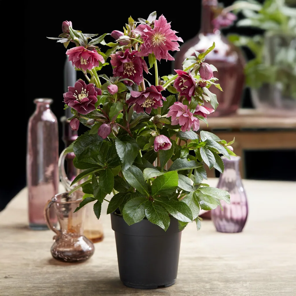 Lenzrose 'Double Ellen Red' 2er-Set (Helleborus orientalis) – winterharte Staude, Topf-Ø 14 cm, Höhe ca. 35 cm