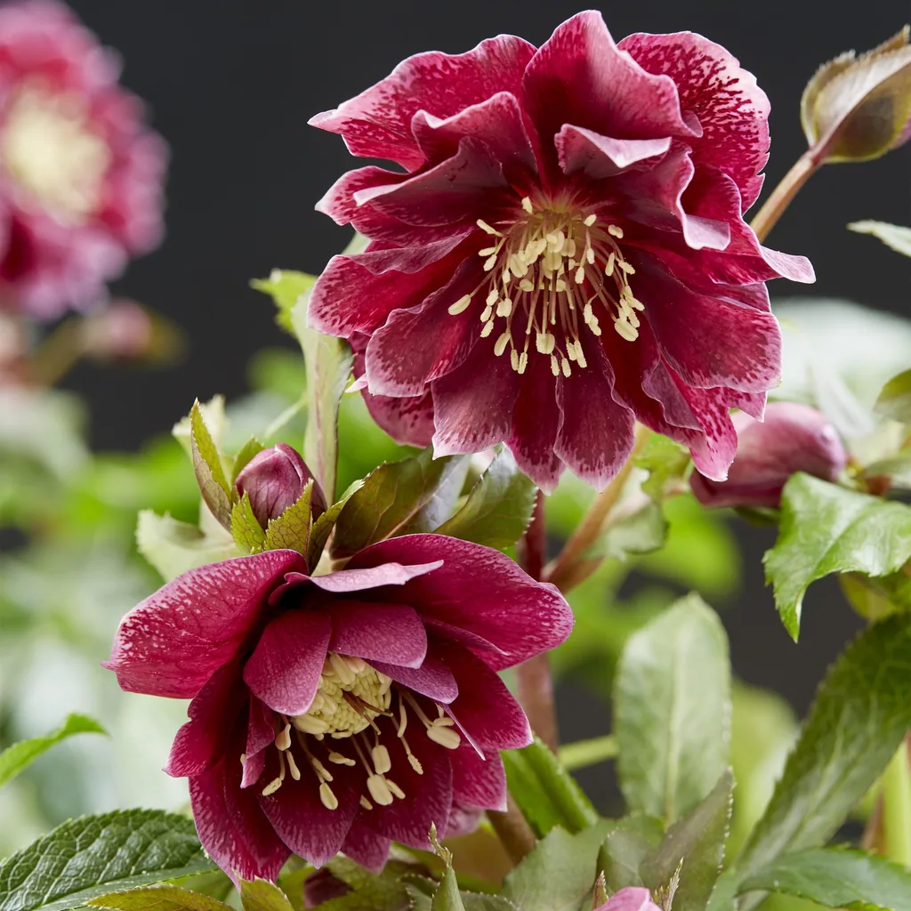 Lenzrose 'Double Ellen Red' 2er-Set (Helleborus orientalis) – winterharte Staude, Topf-Ø 14 cm, Höhe ca. 35 cm