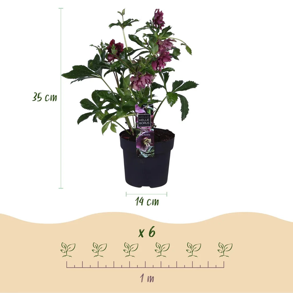 Lenzrose 'Double Ellen Red' 2er-Set (Helleborus orientalis) – winterharte Staude, Topf-Ø 14 cm, Höhe ca. 35 cm