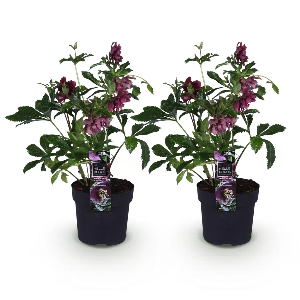 Lenzrose 'Double Ellen Red' 2er-Set (Helleborus orientalis) – winterharte Staude, Topf-Ø 14 cm, Höhe ca. 35 cm