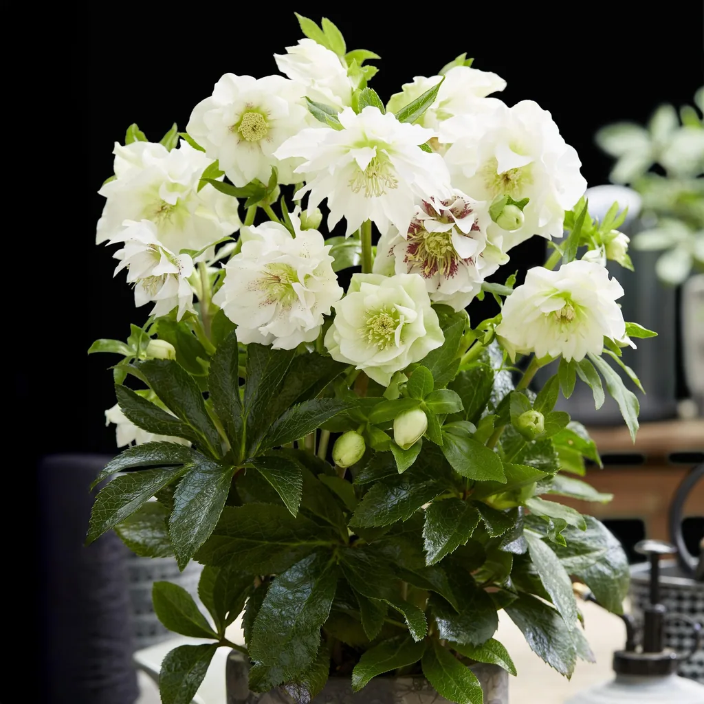 Lenzrose 'Double Ellen White' 2er-Set (Helleborus orientalis) – winterharte Staude, Topf-Ø 14 cm, Höhe ca. 35 cm
