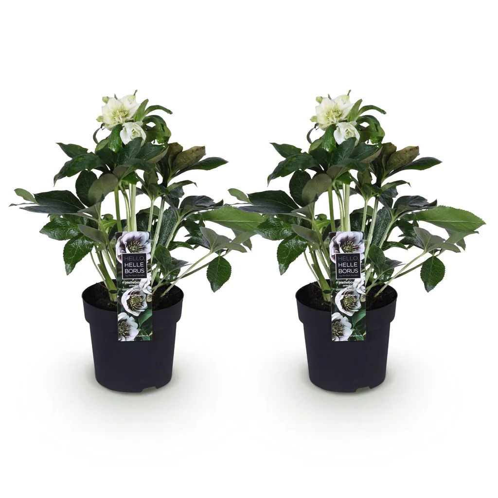 Lenzrose 'Double Ellen White' 2er-Set (Helleborus orientalis) – winterharte Staude, Topf-Ø 14 cm, Höhe ca. 35 cm