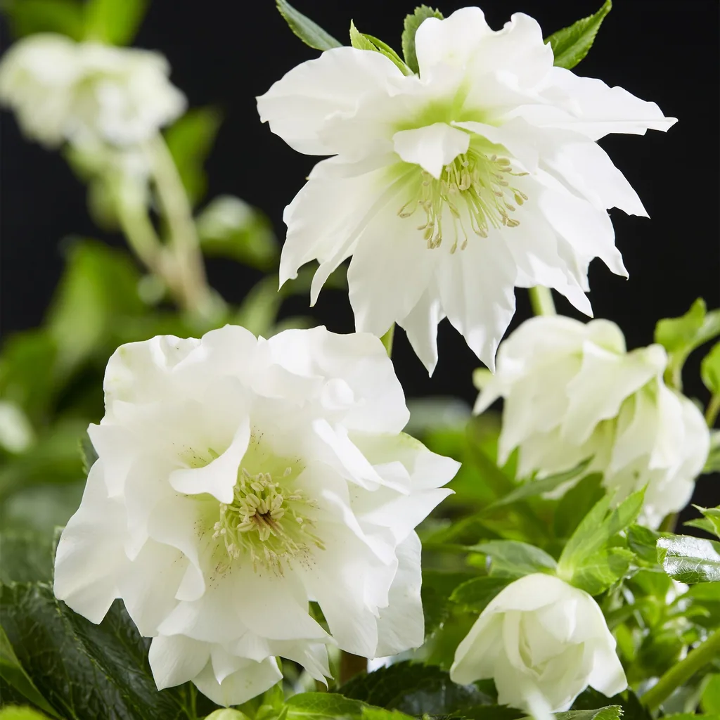 Lenzrose 'Double Ellen White' 2er-Set (Helleborus orientalis) – winterharte Staude, Topf-Ø 14 cm, Höhe ca. 35 cm