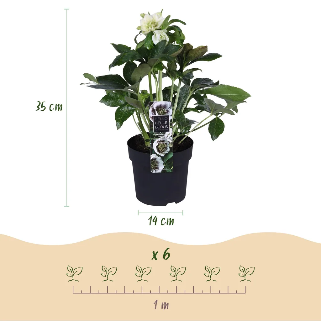 Lenzrose 'Double Ellen White' 2er-Set (Helleborus orientalis) – winterharte Staude, Topf-Ø 14 cm, Höhe ca. 35 cm
