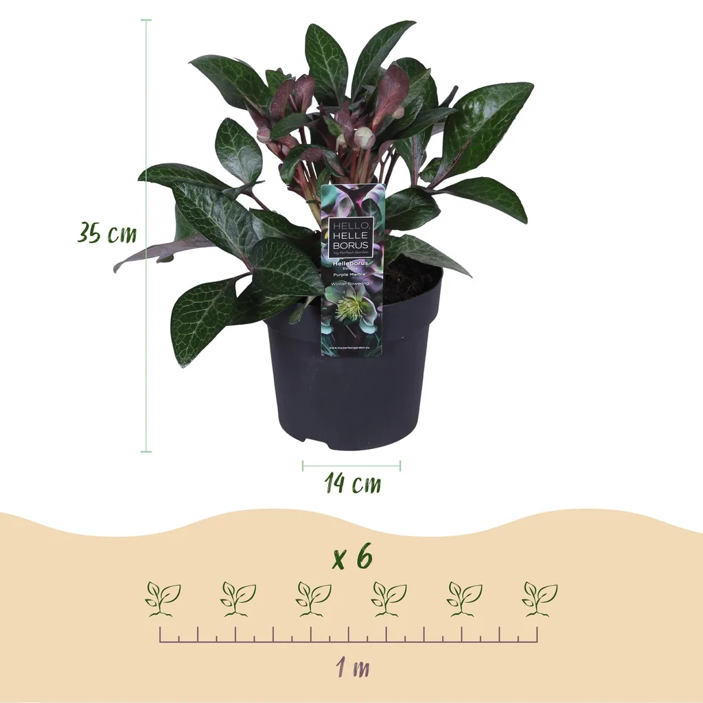 Balearen-Nieswurz 'Purple Marble' 2er-Set (Helleborus lividus) – bedingt winterharte Staude, Topf-Ø 14 cm, Höhe ca. 35 cm