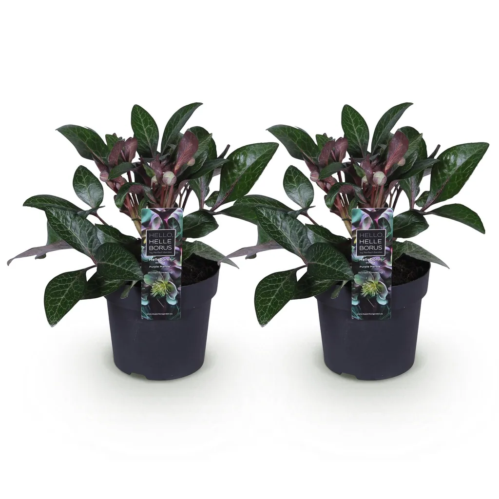 Balearen-Nieswurz 'Purple Marble' 2er-Set (Helleborus lividus) – bedingt winterharte Staude, Topf-Ø 14 cm, Höhe ca. 35 cm