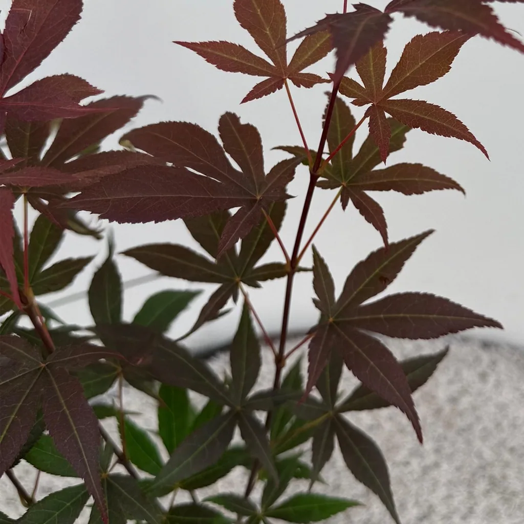 Fächerahorn 'Atropurpureum' (Acer palmatum) – winterharter Zierstrauch, Topf-Ø 12 cm, Höhe ca. 35 cm