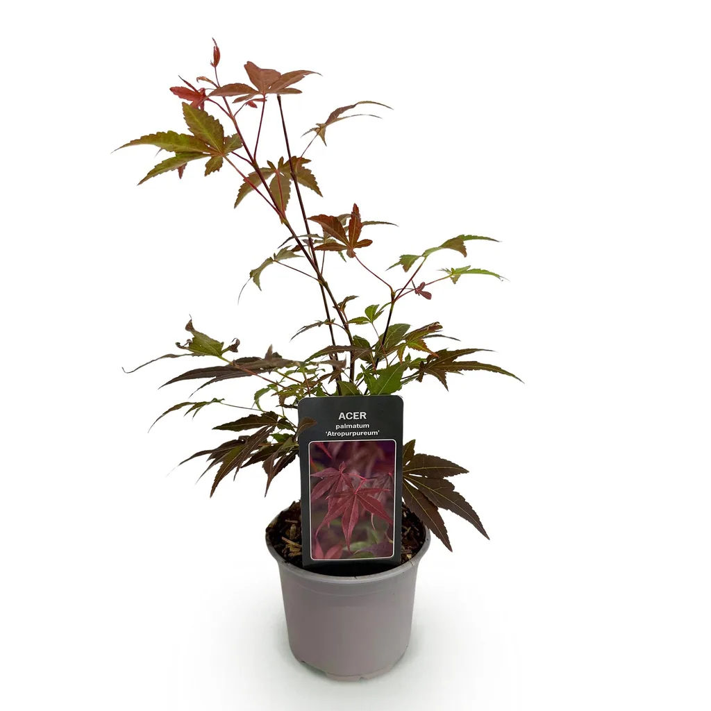 Fächerahorn 'Atropurpureum' (Acer palmatum) – winterharter Zierstrauch, Topf-Ø 12 cm, Höhe ca. 35 cm