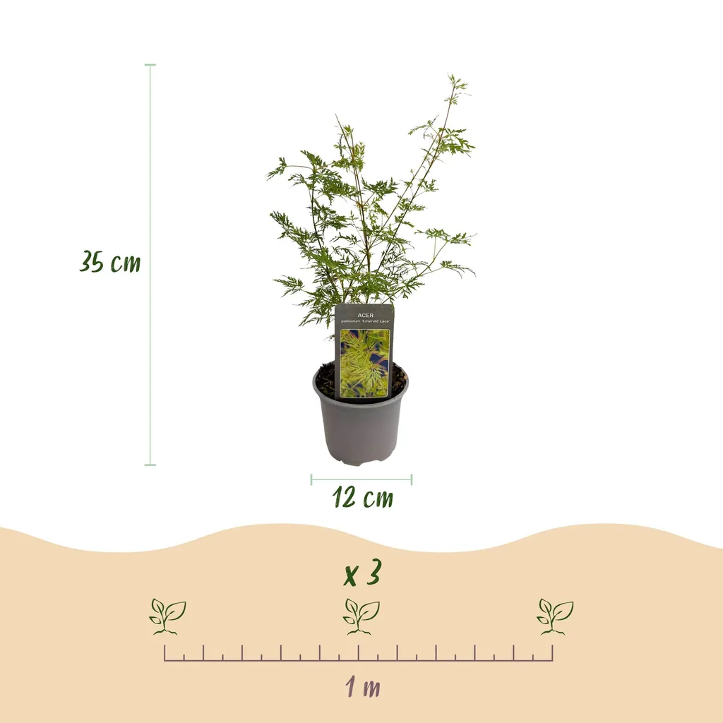 Fächerahorn 'Emerald Lace' (Acer palmatum) – winterharter Zierstrauch, Topf-Ø 12 cm, Höhe ca. 35 cm