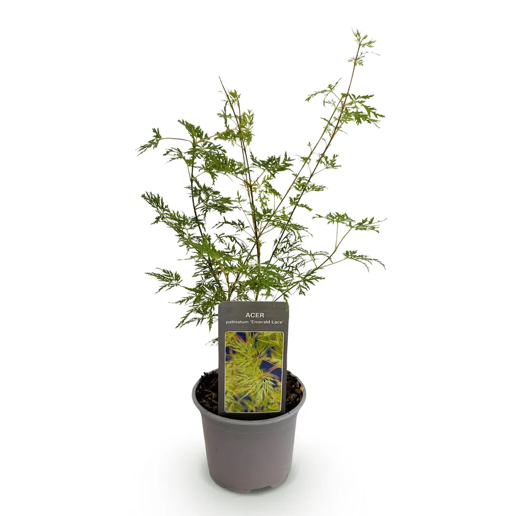 Fächerahorn 'Emerald Lace' (Acer palmatum) – winterharter Zierstrauch, Topf-Ø 12 cm, Höhe ca. 35 cm