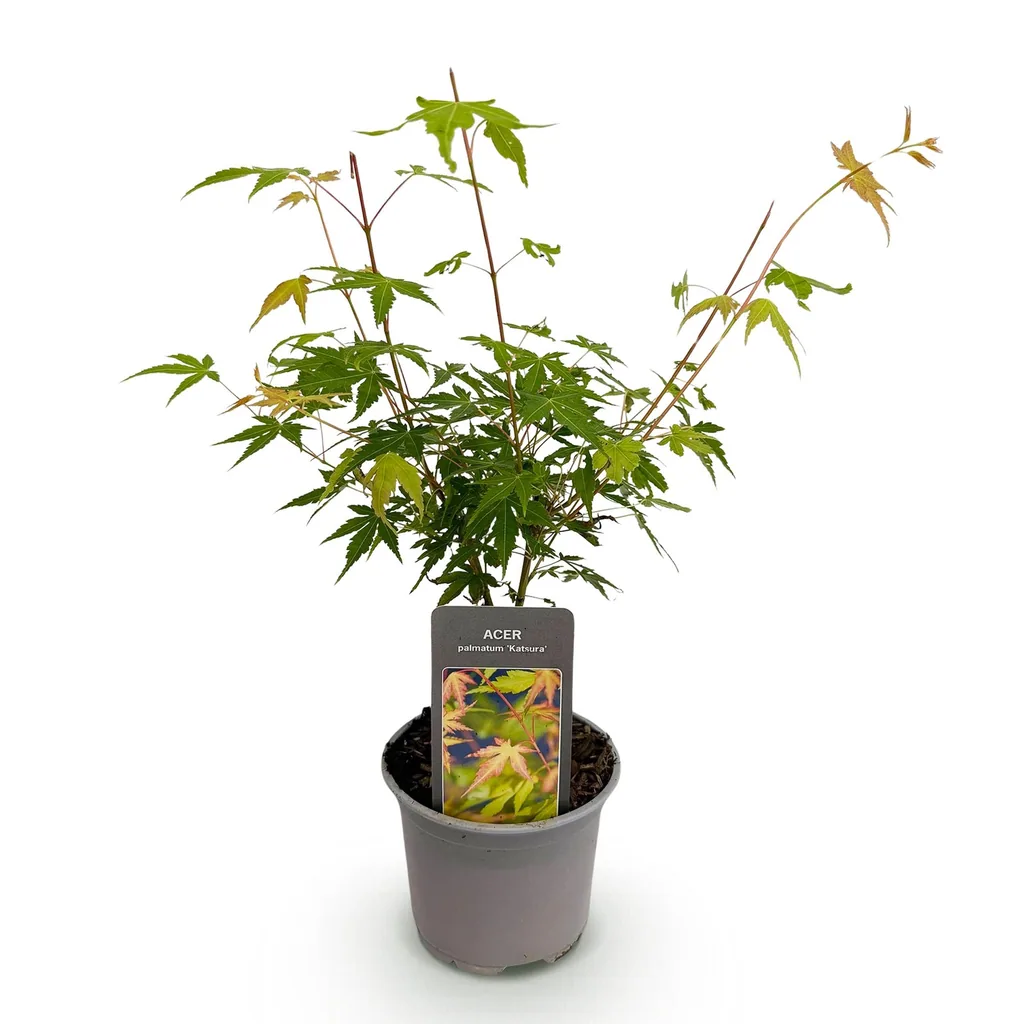 Fächerahorn 'Katsura' (Acer palmatum) – winterharter Zierstrauch, Topf-Ø 12 cm, Höhe ca. 35 cm