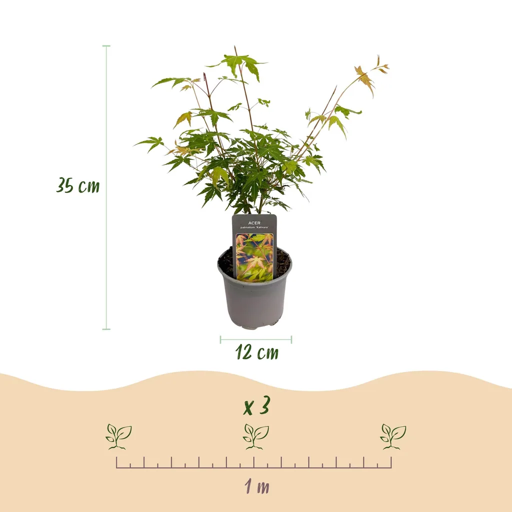 Fächerahorn 'Katsura' (Acer palmatum) – winterharter Zierstrauch, Topf-Ø 12 cm, Höhe ca. 35 cm