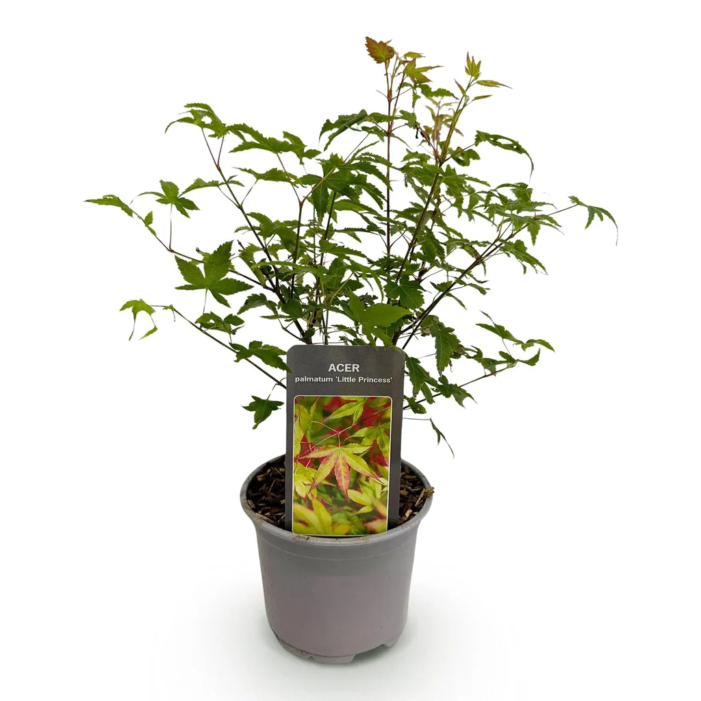Fächerahorn 'Little Princess' (Acer palmatum) – winterharter Zierstrauch, Topf-Ø 12 cm, Höhe ca. 35 cm