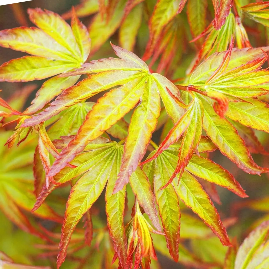 Fächerahorn 'Little Princess' (Acer palmatum) – winterharter Zierstrauch, Topf-Ø 12 cm, Höhe ca. 35 cm