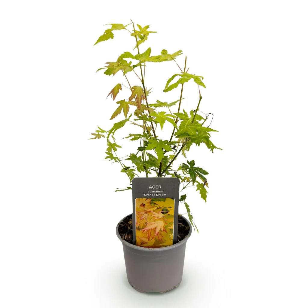 Fächerahorn 'Orange Dream' (Acer palmatum) – winterharter Zierstrauch, Topf-Ø 12 cm, Höhe ca. 35 cm