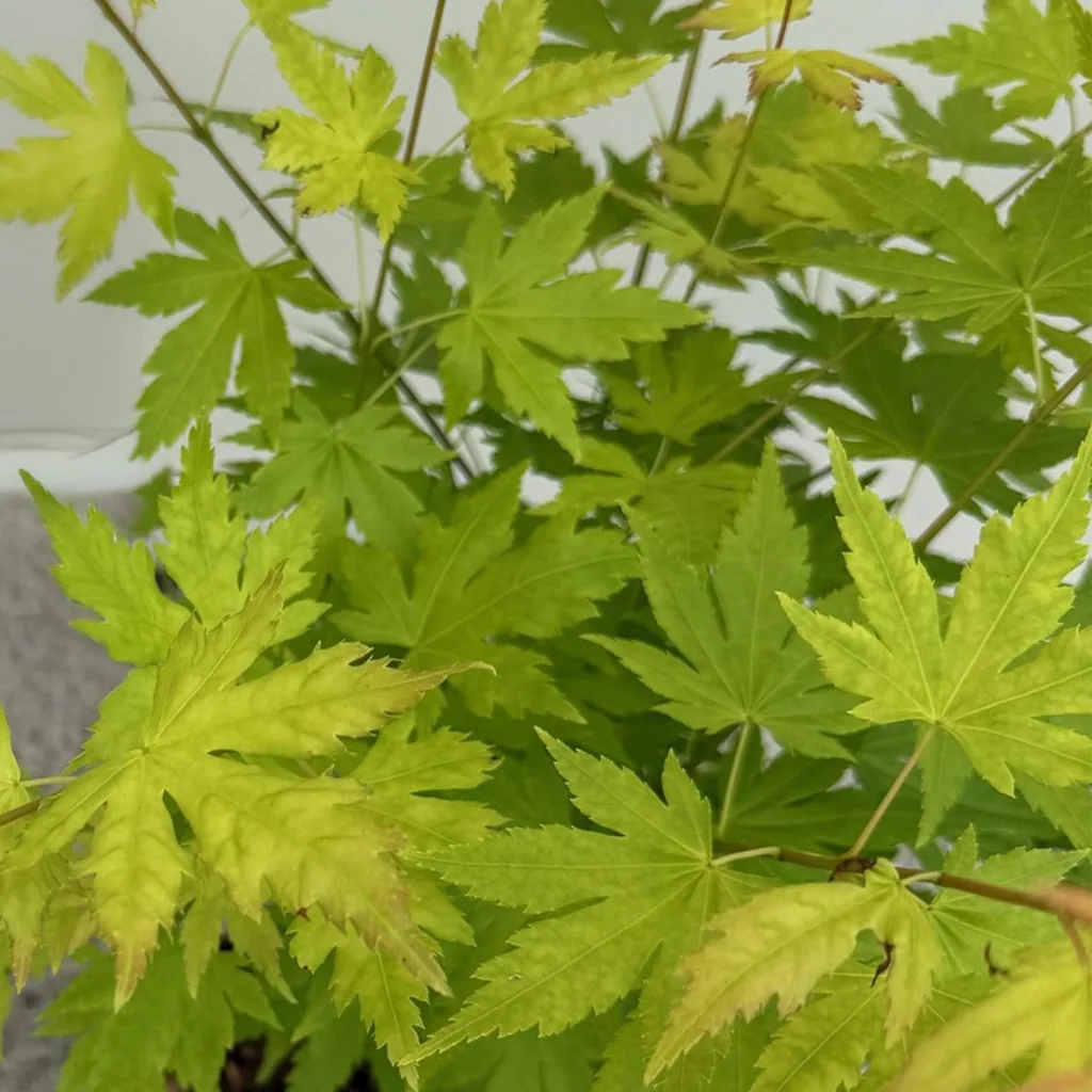 Fächerahorn 'Orange Dream' (Acer palmatum) – winterharter Zierstrauch, Topf-Ø 12 cm, Höhe ca. 35 cm
