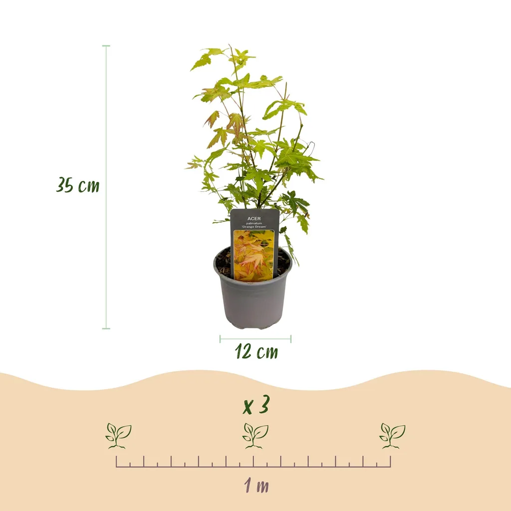 Fächerahorn 'Orange Dream' (Acer palmatum) – winterharter Zierstrauch, Topf-Ø 12 cm, Höhe ca. 35 cm