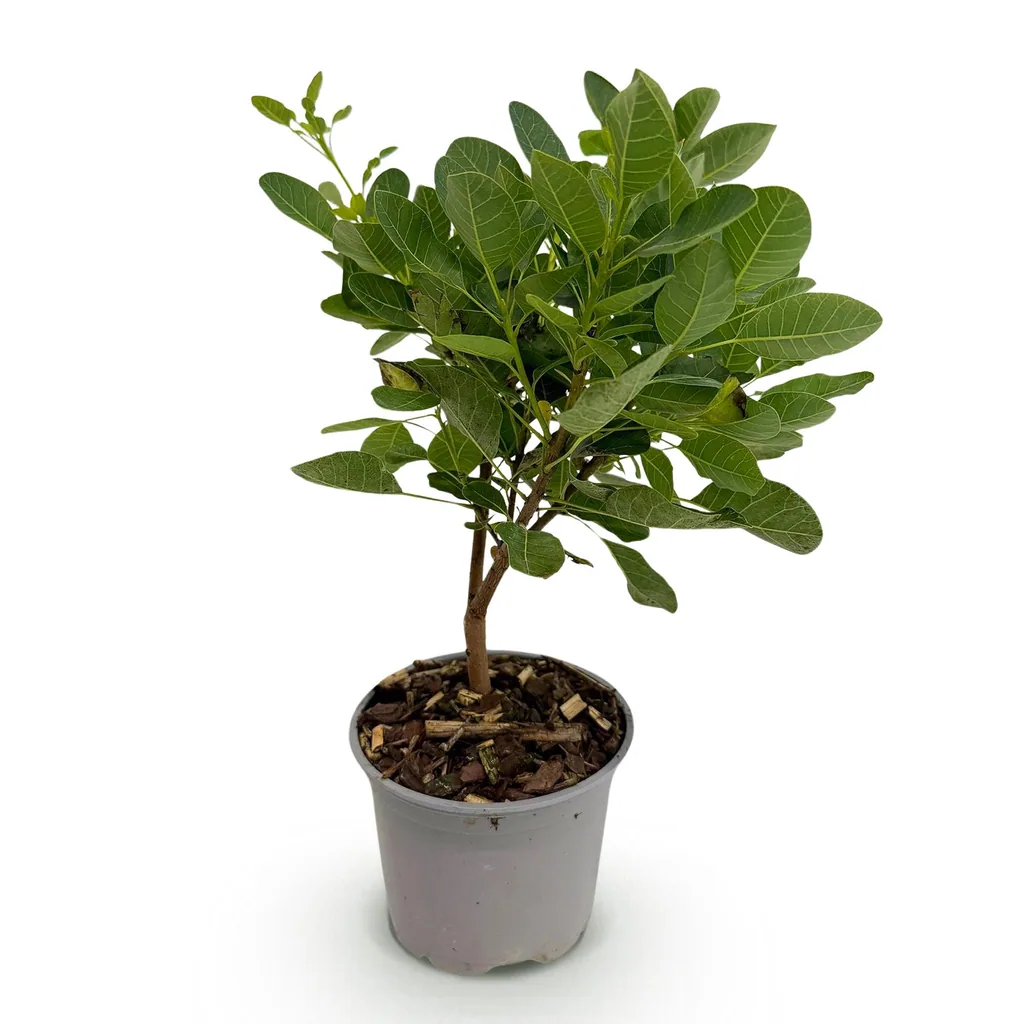 Perückenstrauch 'Young Lady' (Cotinus coggygria) – winterharter Zierstrauch, Topf-Ø 12 cm, Höhe ca. 35 cm