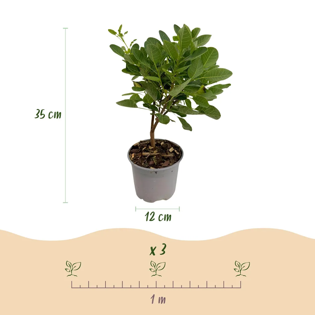 Perückenstrauch 'Young Lady' (Cotinus coggygria) – winterharter Zierstrauch, Topf-Ø 12 cm, Höhe ca. 35 cm