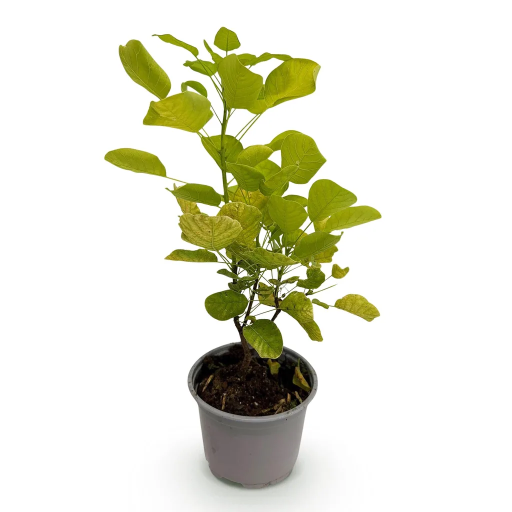 Perückenstrauch 'Golden Spirit' (Cotinus coggygria) – winterharter Zierstrauch, Topf-Ø 12 cm, Höhe ca. 35 cm