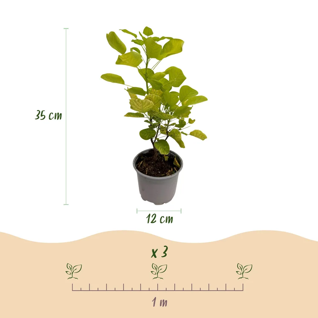Perückenstrauch 'Golden Spirit' (Cotinus coggygria) – winterharter Zierstrauch, Topf-Ø 12 cm, Höhe ca. 35 cm