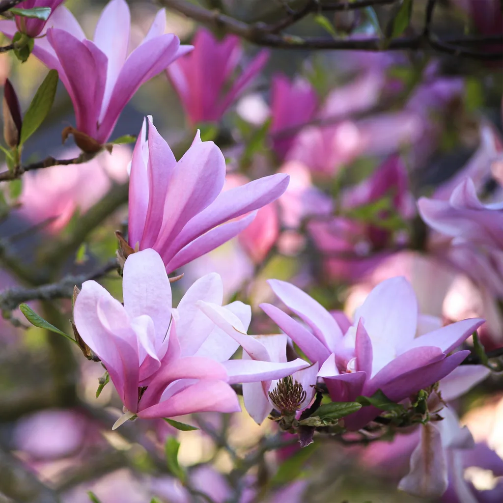 Magnolie 'Betty' (Magnolia) – winterhartes Ziergehölz, Topf-Ø 12 cm, Höhe ca. 30 cm