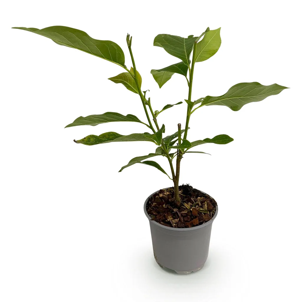 Magnolie 'Heaven Scent' (Magnolia) – winterhartes Ziergehölz, Topf-Ø 12 cm, Höhe ca. 30 cm