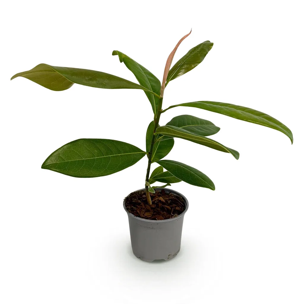 Immergrüne Magnolie (Magnolia grandiflora) – winterhartes Ziergehölz, Topf-Ø 12 cm, Höhe ca. 30 cm