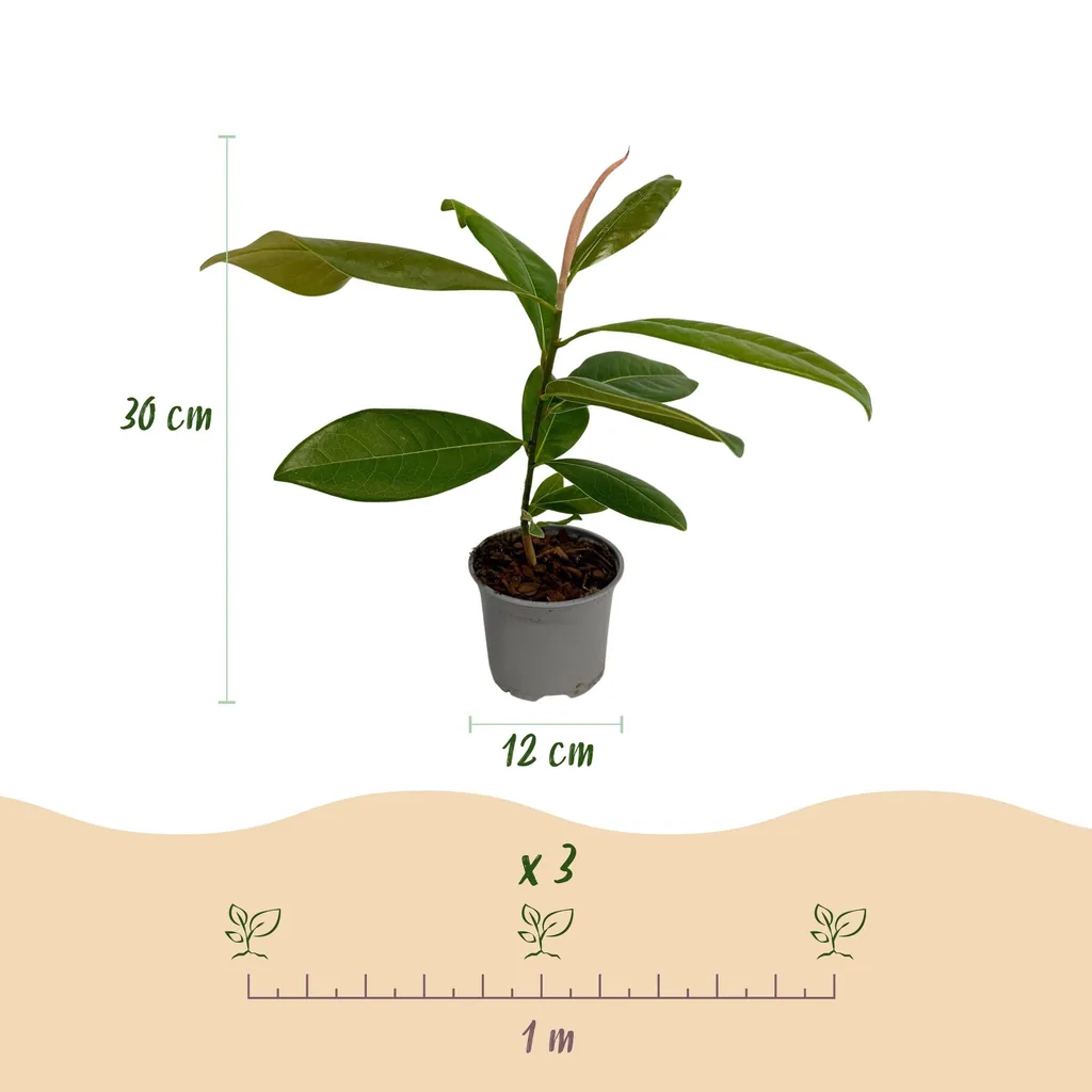 Immergrüne Magnolie (Magnolia grandiflora) – winterhartes Ziergehölz, Topf-Ø 12 cm, Höhe ca. 30 cm