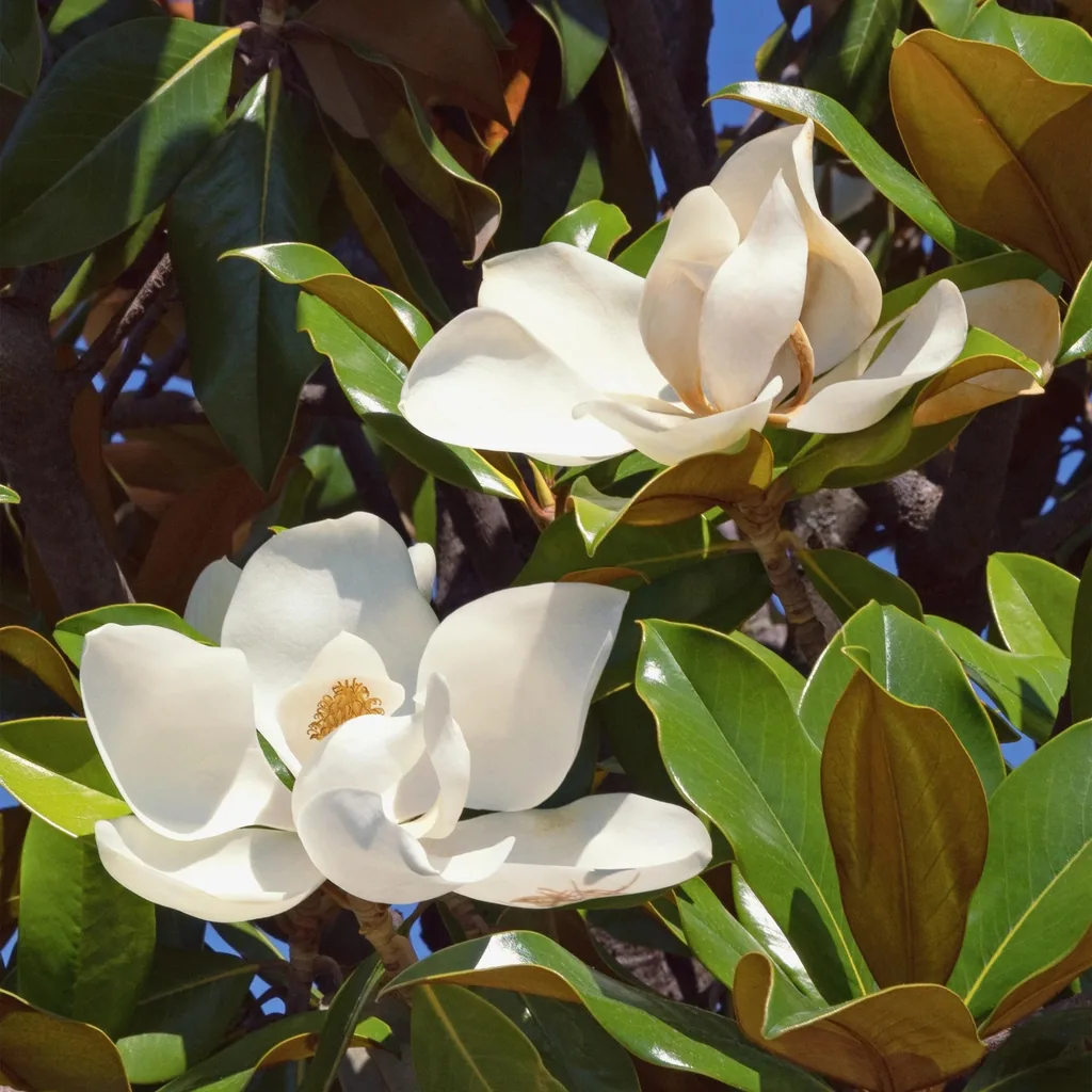 Immergrüne Magnolie (Magnolia grandiflora) – winterhartes Ziergehölz, Topf-Ø 12 cm, Höhe ca. 30 cm