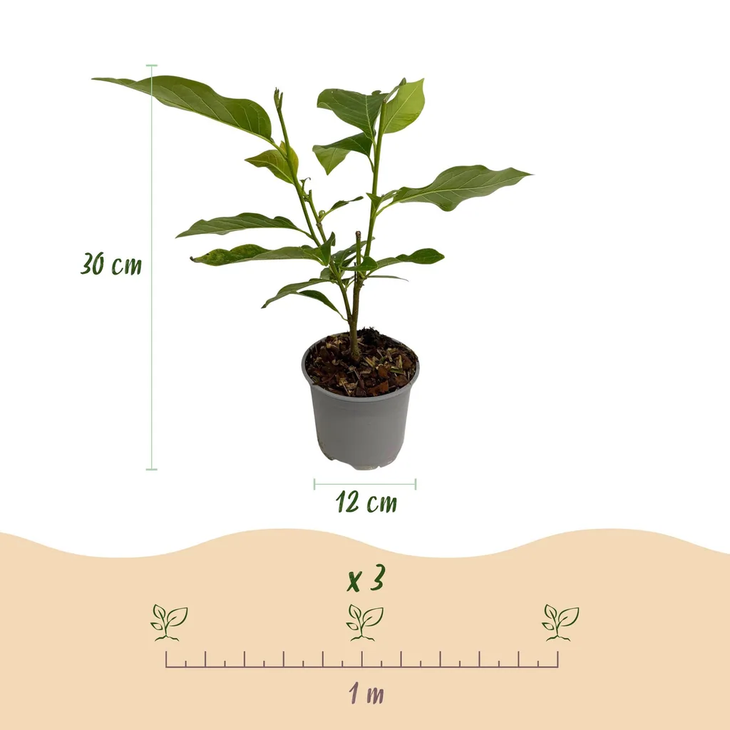 Sternmagnolie 'Royal Star' (Magnolia stellata) – winterharter Zierstrauch, Topf-Ø 12 cm, Höhe ca. 30 cm