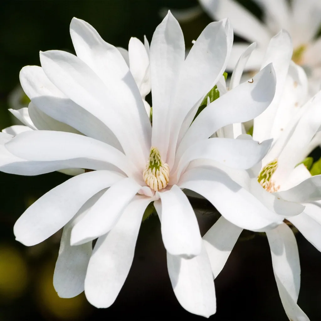 Sternmagnolie 'Royal Star' (Magnolia stellata) – winterharter Zierstrauch, Topf-Ø 12 cm, Höhe ca. 30 cm