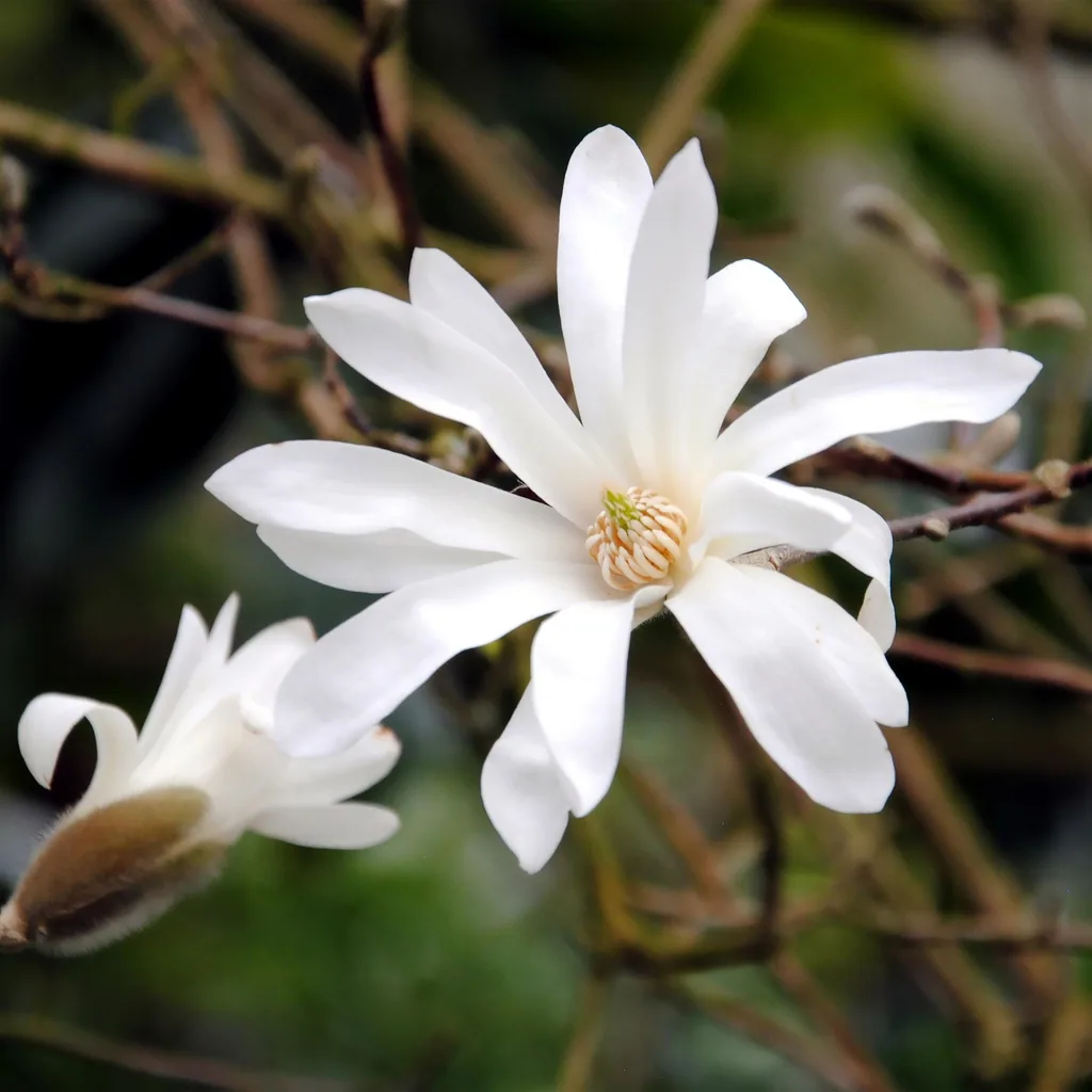 Sternmagnolie (Magnolia stellata) – winterharter Zierstrauch, Topf-Ø 12 cm, Höhe ca. 30 cm