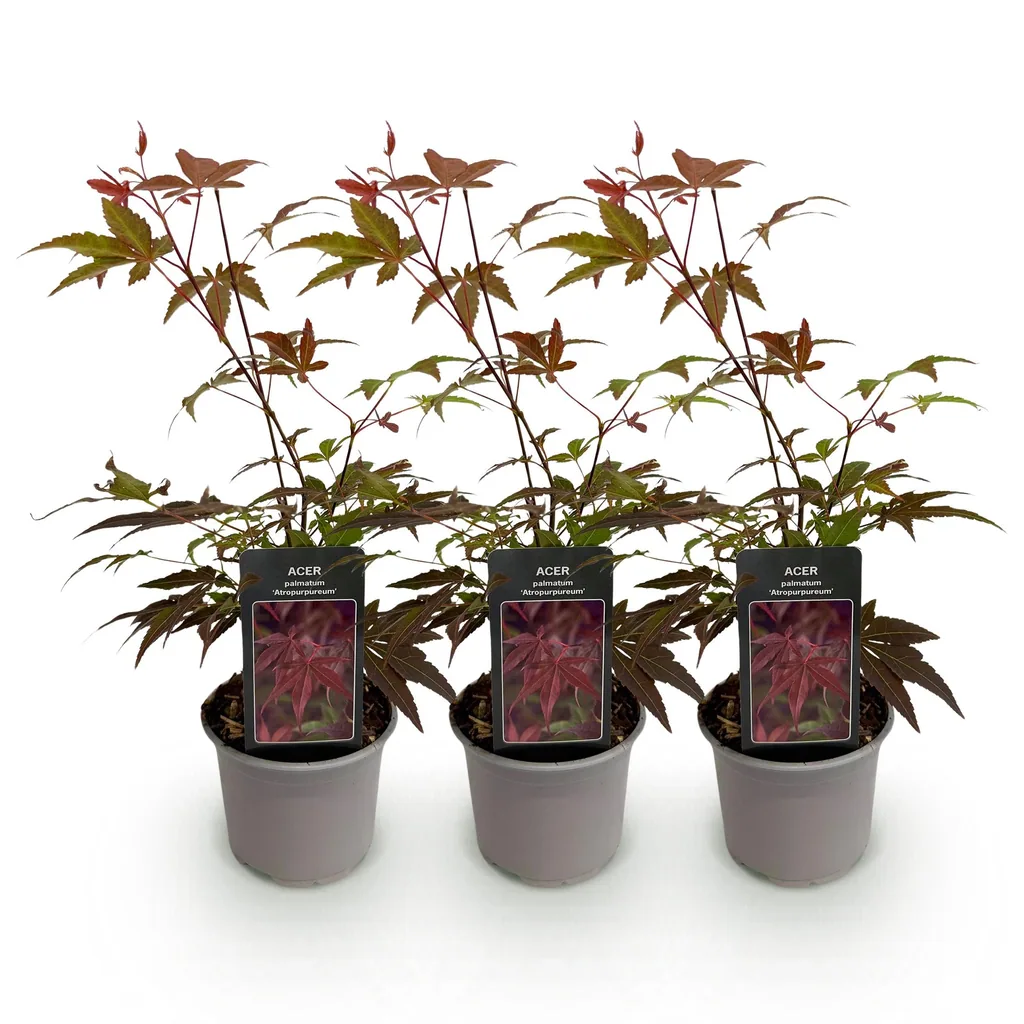 Fächerahorn 'Atropurpureum' 3er-Set (Acer palmatum) – winterharter Zierstrauch, Topf-Ø 12 cm, Höhe ca. 35 cm